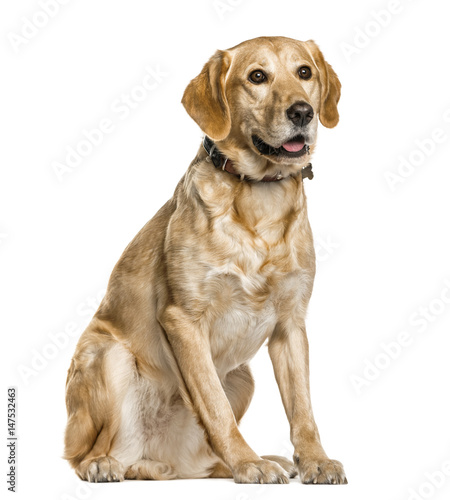 Mixed breeded dog sitting  isolated on white
