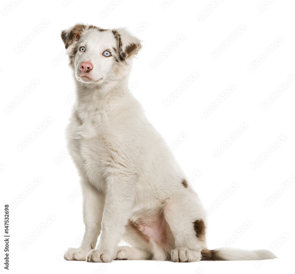 Border Collie puppy sittying, 4 months old, isolated on white
