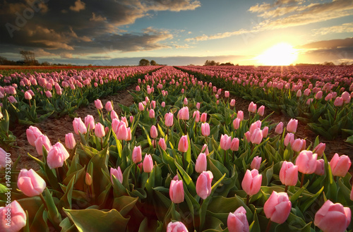 Canvas Print sunset over pink tulip field