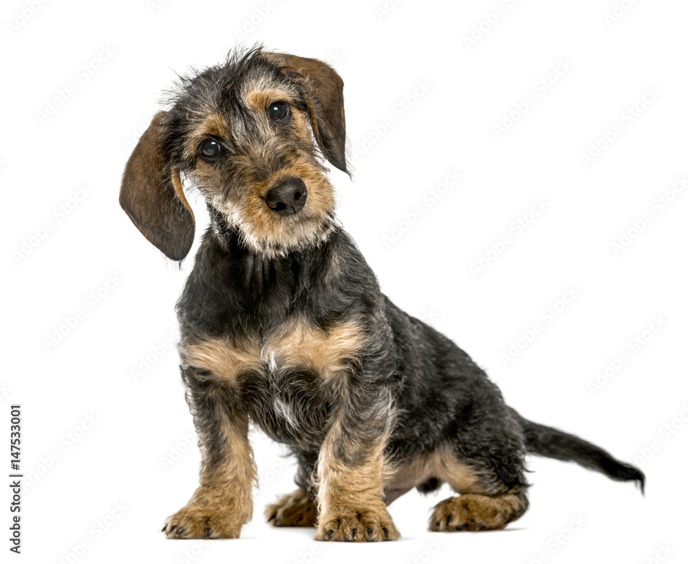 Dachshund puppy bending head, 4 months old, isolated on white