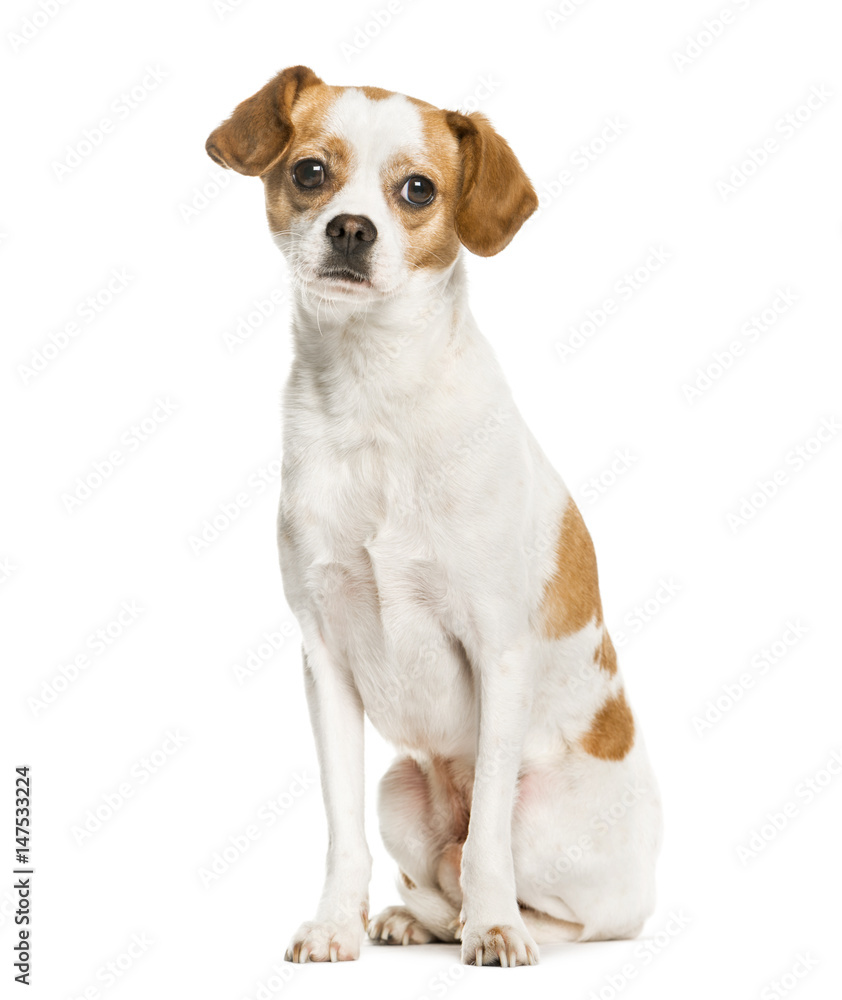 Mixed breeded dog sitting, isolated on white