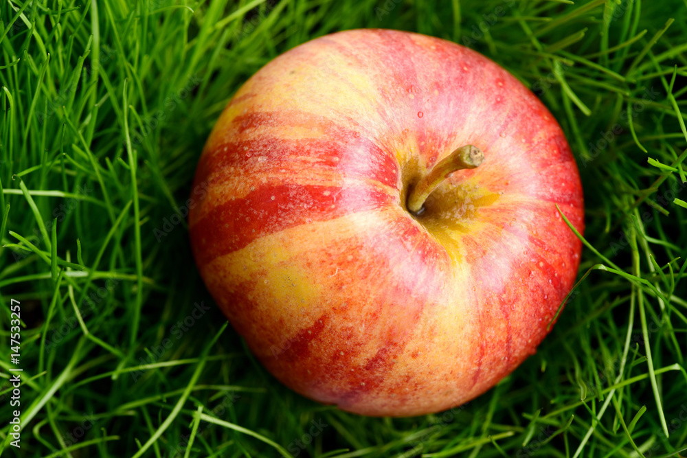 apple red color fallen on fresh green grass apple red color fallen on fresh green grass