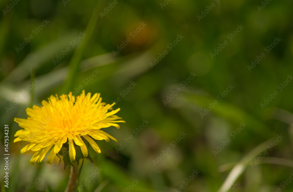 Dandelion Dandelion