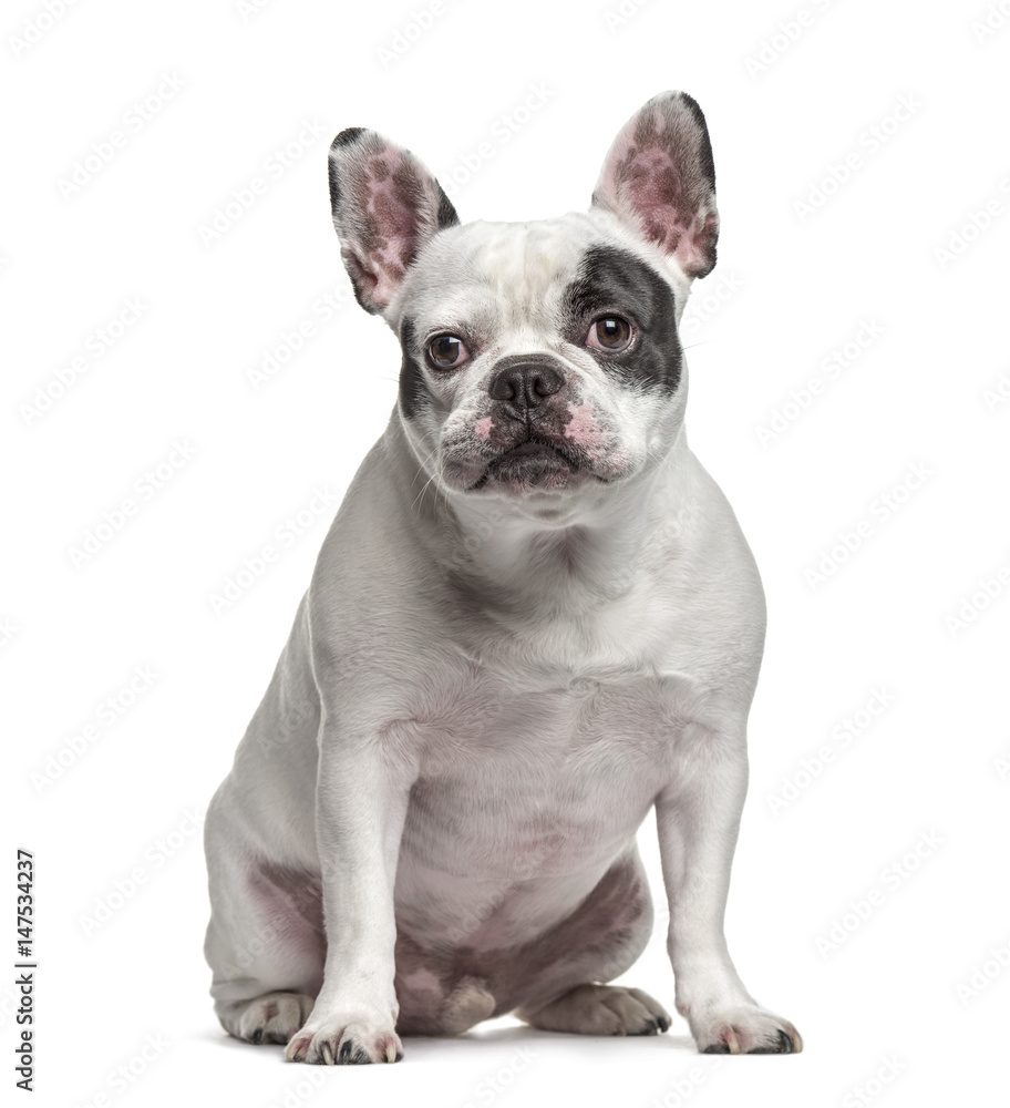 French Bulldog sitting, isolated on white French Bulldog sitting, isolated on white