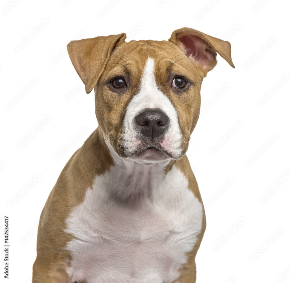 Close-up of an American Staffordshire Terrier puppy, isolated on