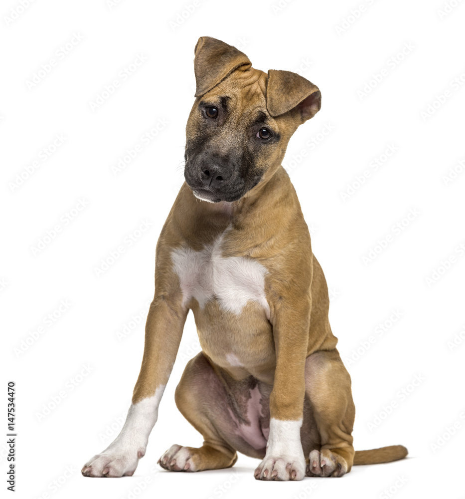 American Staffordshire Terrier puppy sitting, isolated on white
