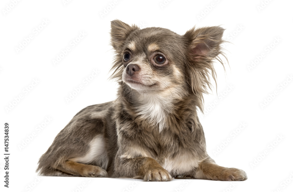 Chihuahua lying, isolated on white Chihuahua lying, isolated on white