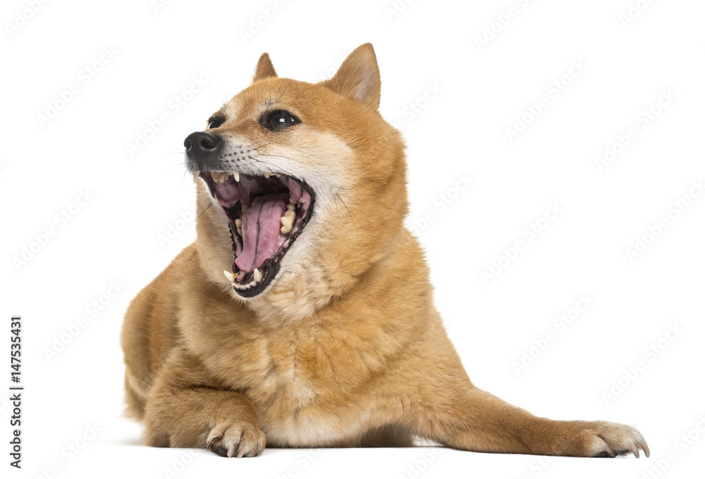 mixed shiba inu lying, mouth open, isolated on white