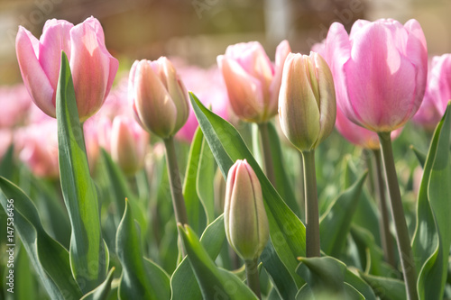 Pink tulips in green foliage