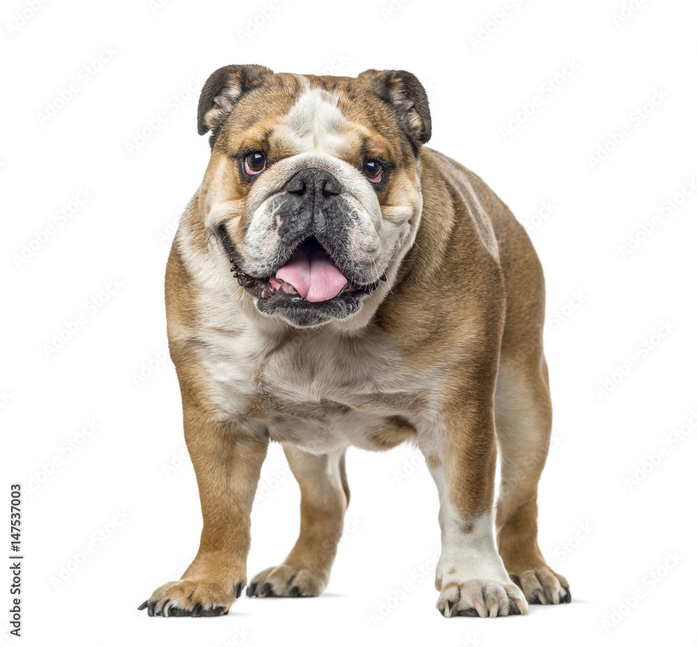 English bulldog standing and panting, isolated on white