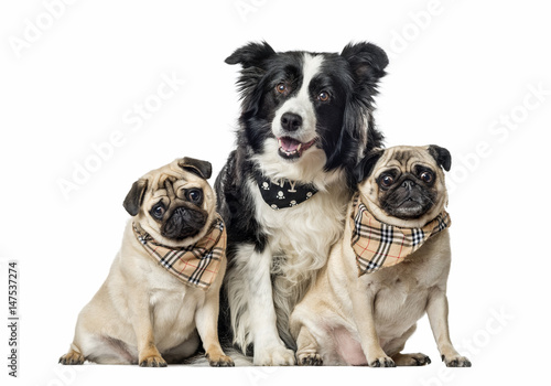 Border collie and pugs with scarfs sitting  isolated on white