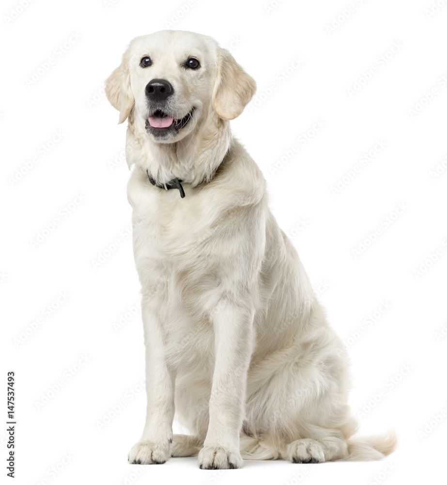 Golden retriever sitting, isolated on white Golden retriever sitting, isolated on white