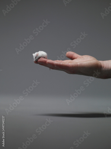 Mouse sitting on human hand photo