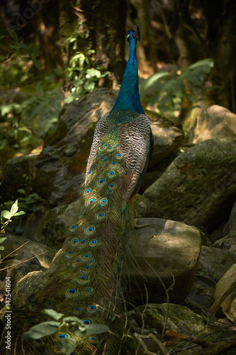 blue peacock in yunnan, china