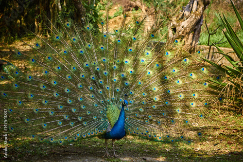 Blue peacock in Yunnan, China