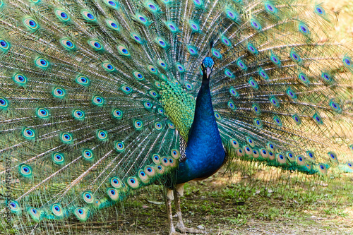 Blue Peacock in Yunnan, China