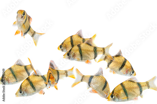 Foto Aquarium fishThe tiger barb fish, sumatra barb (Puntius tetrazona)
