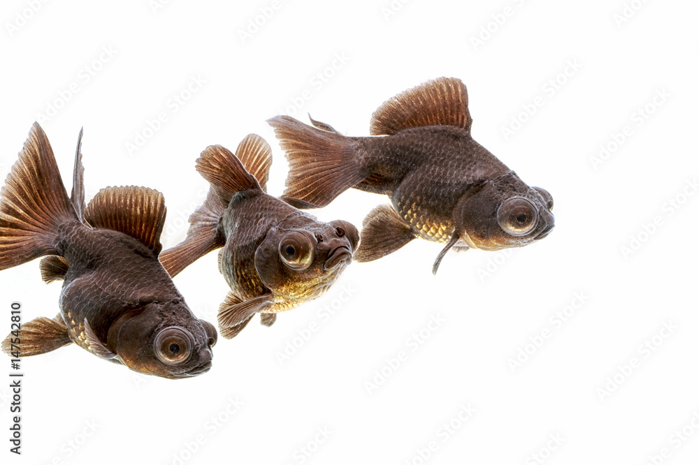 Obraz premium Black moor goldfish( telescope-eyed goldfish ) in the aquarium