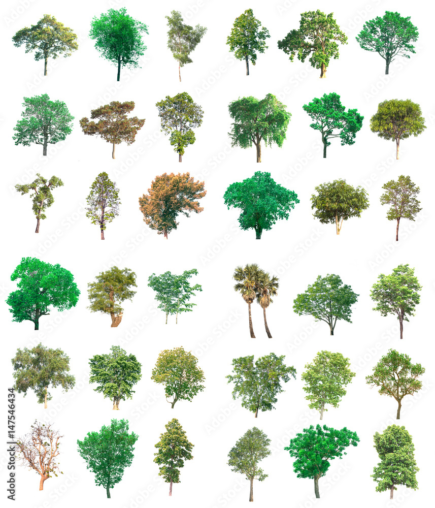 Fototapeta premium Collection of tree on white background. (for gardening)
