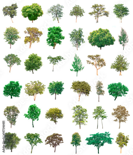 Collection of tree on white background. (for gardening) 