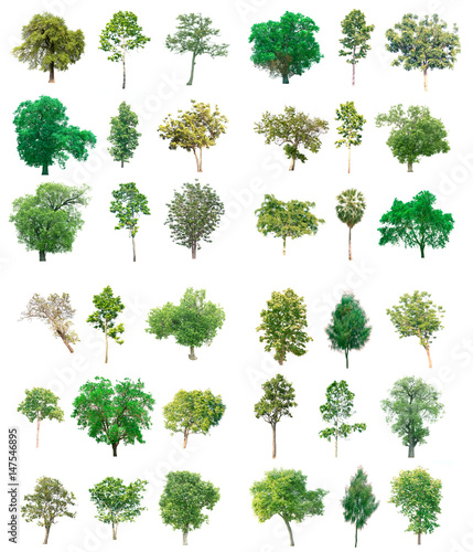 Collection of tree on white background. (for gardening) 