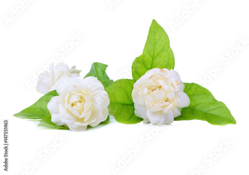 Jasmine flower  isolated on white background.