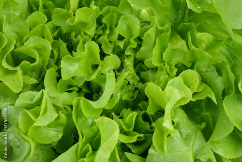 fresh green lettuce leaves i
