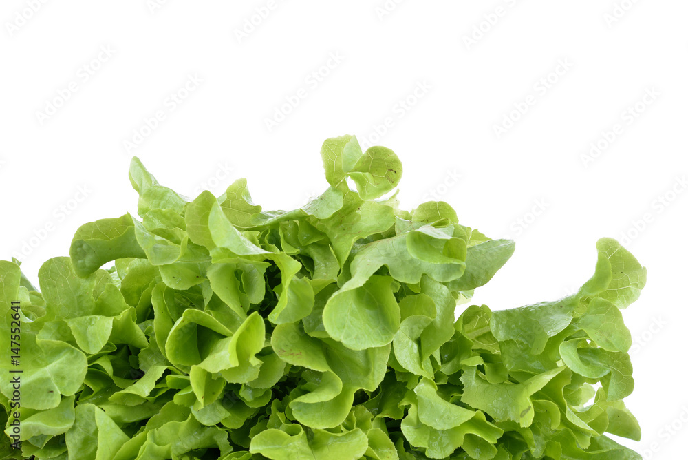 fresh green lettuce leaves isolated on white fresh green lettuce leaves isolated on white