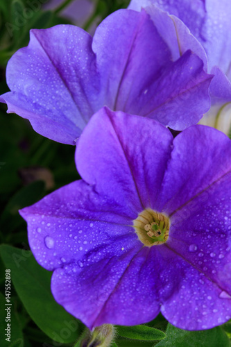 Closeup of beautiful purple Petunia.