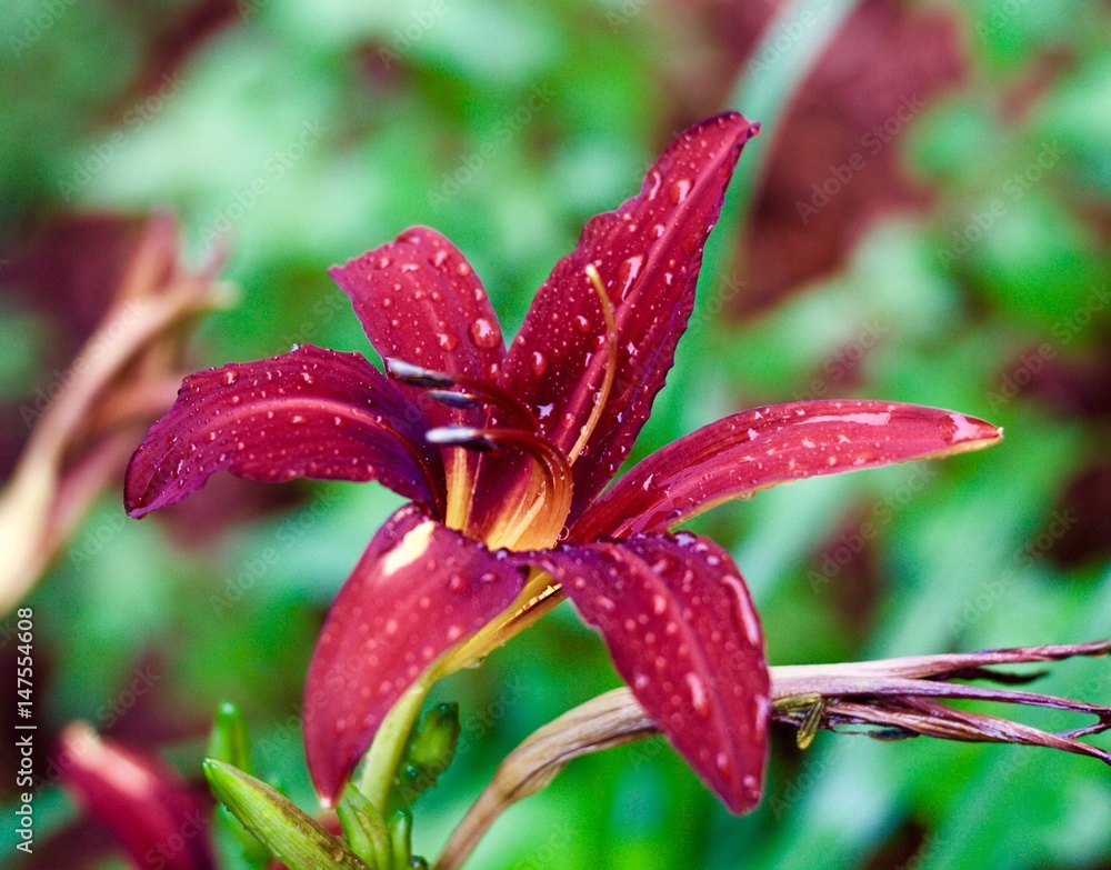 Red Lily Red Lily
