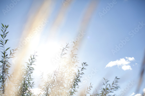 Wildflowers photo