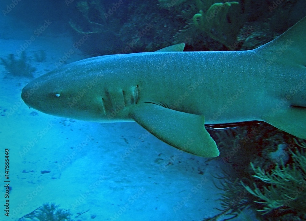 Obraz premium Nurse shark, Ambergris Caye, Belize