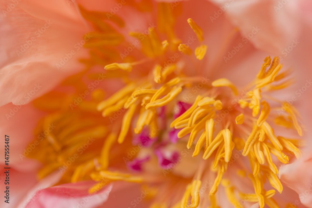 Macro still of a peony flower in bloom Macro still of a peony flower in bloom