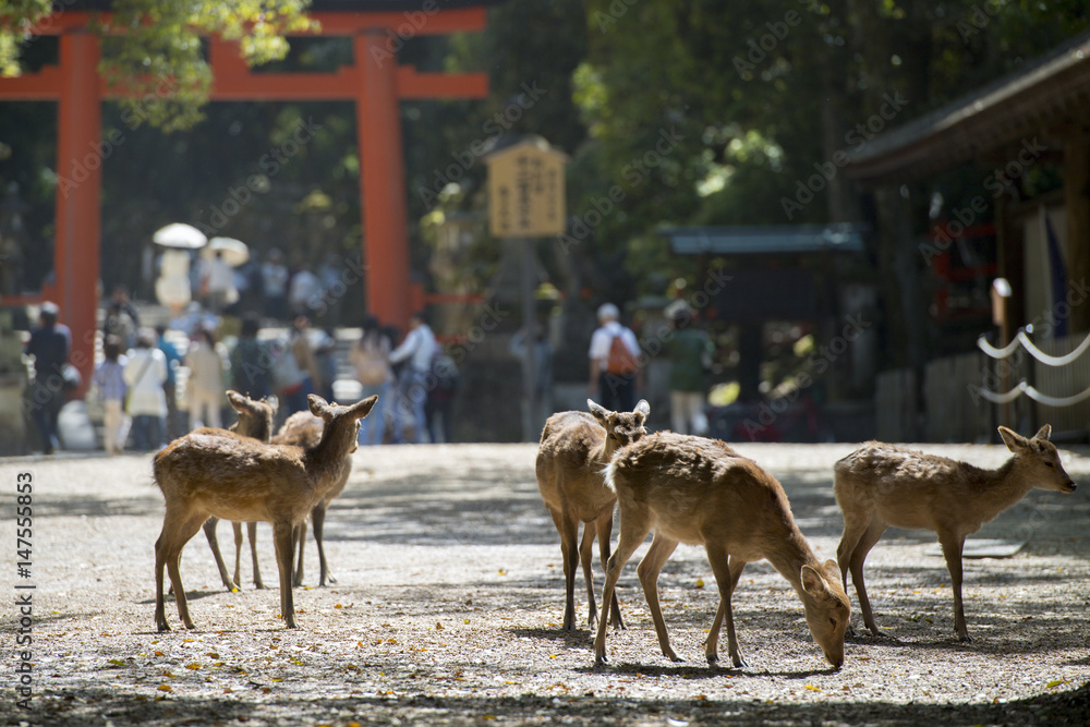 Fototapeta premium Kasuga Taisha-deer