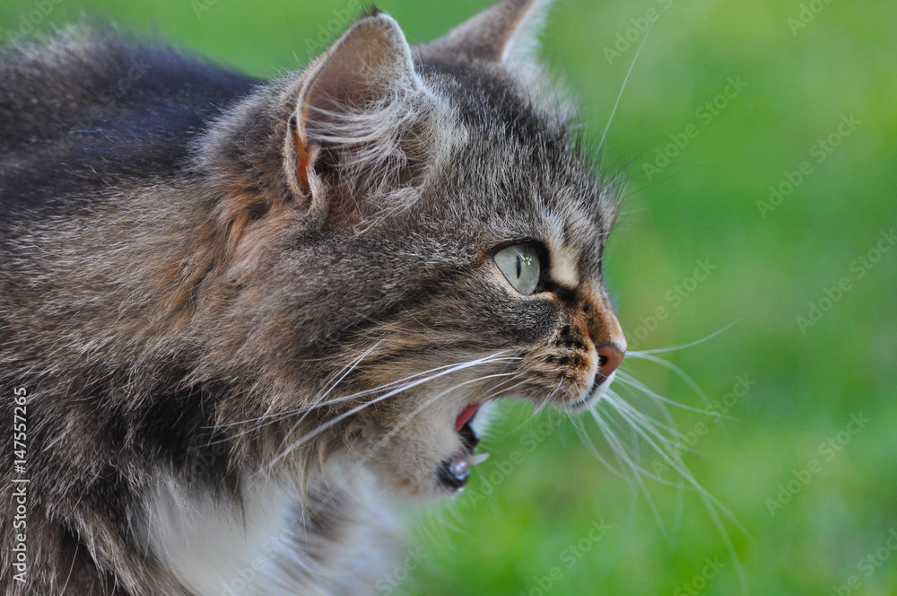 Hungry Norwegian cat looking up side, Fluffy cat yawn, Cat talking, angry cat Hungry Norwegian cat looking up side, Fluffy cat yawn, Cat talking, angry cat