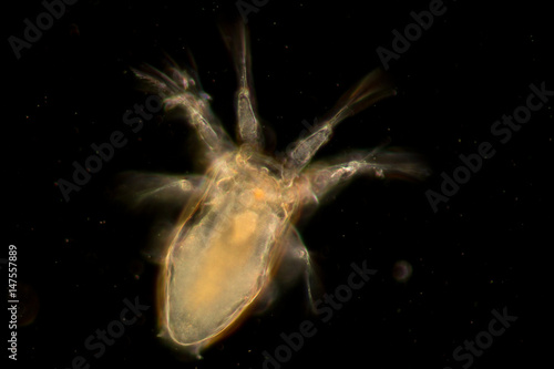 Copepod  zooplankton  in freshwater and Marine under microscope.