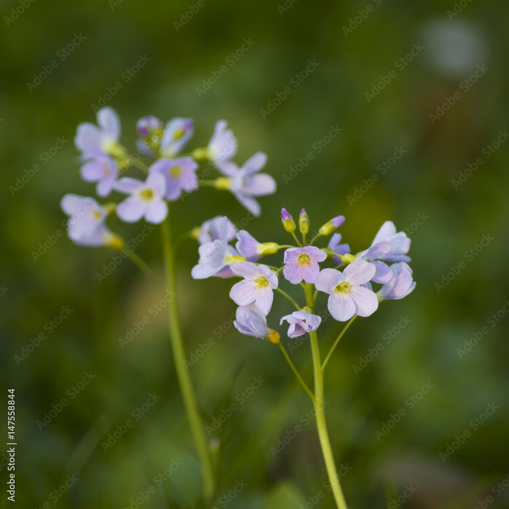 Tender blue flower in the forest Tender blue flower in the forest