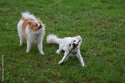 2 dogs chewing on sticks