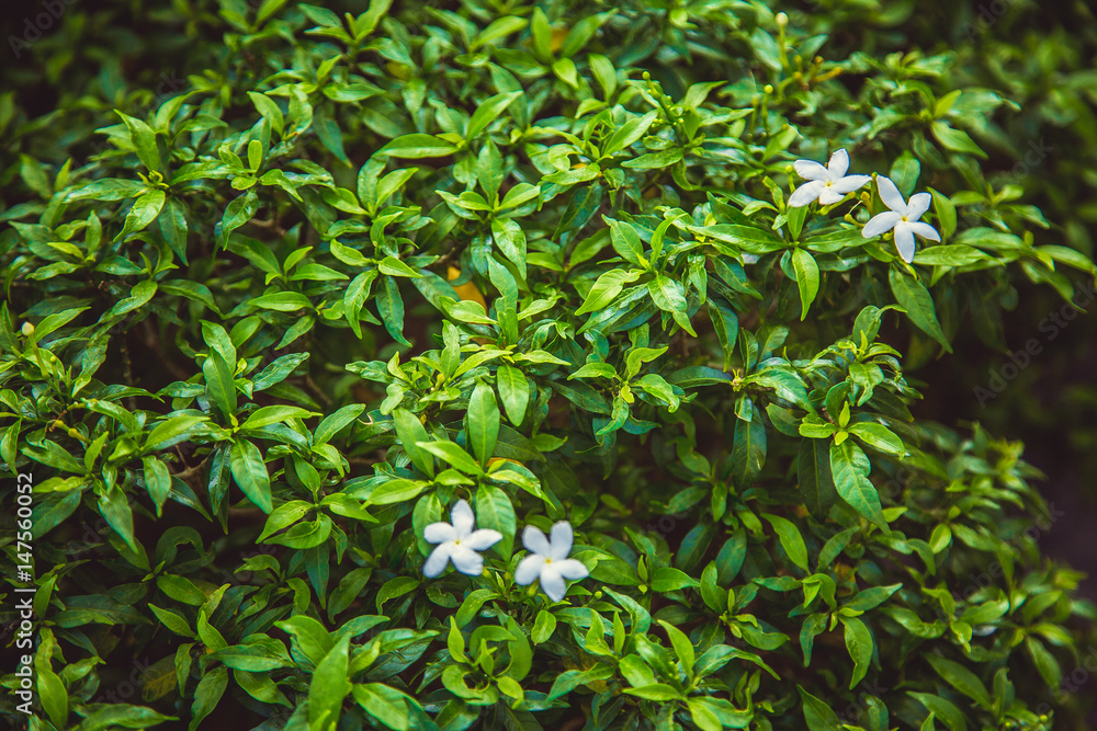 Beautiful green bush, close-up. Kuala Lumpur. Malaysia, Asia Beautiful green bush, close-up. Kuala Lumpur. Malaysia, Asia