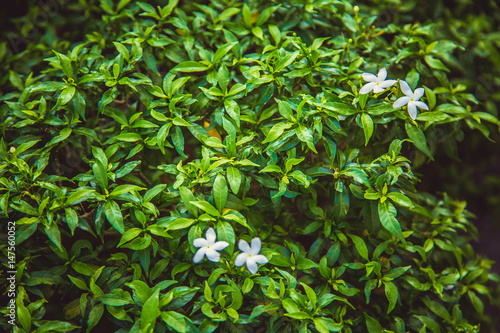 Wallpaper Mural Beautiful green bush, close-up. Kuala Lumpur. Malaysia, Asia Torontodigital.ca