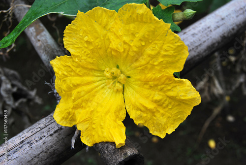 Yellow flower and small fruit of loofah photo