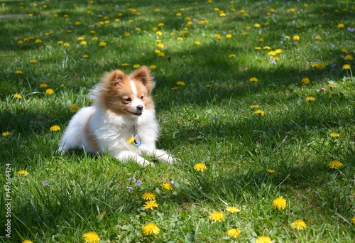 Pomeranian