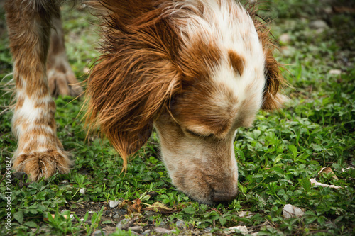 Fototapeta Naklejka Na Ścianę i Meble -  On the traces 