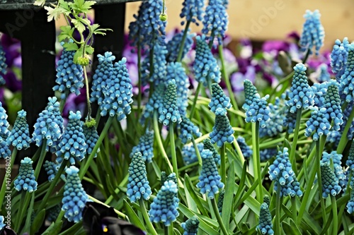 Fotografie Muscari