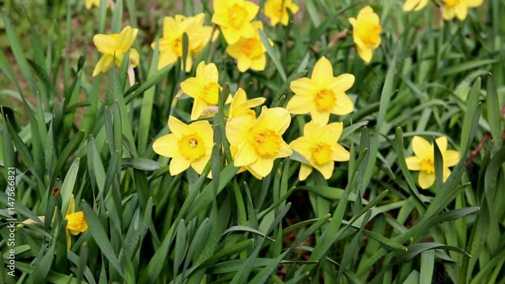 Yellow daffodils in a spring field Yellow daffodils in a spring field