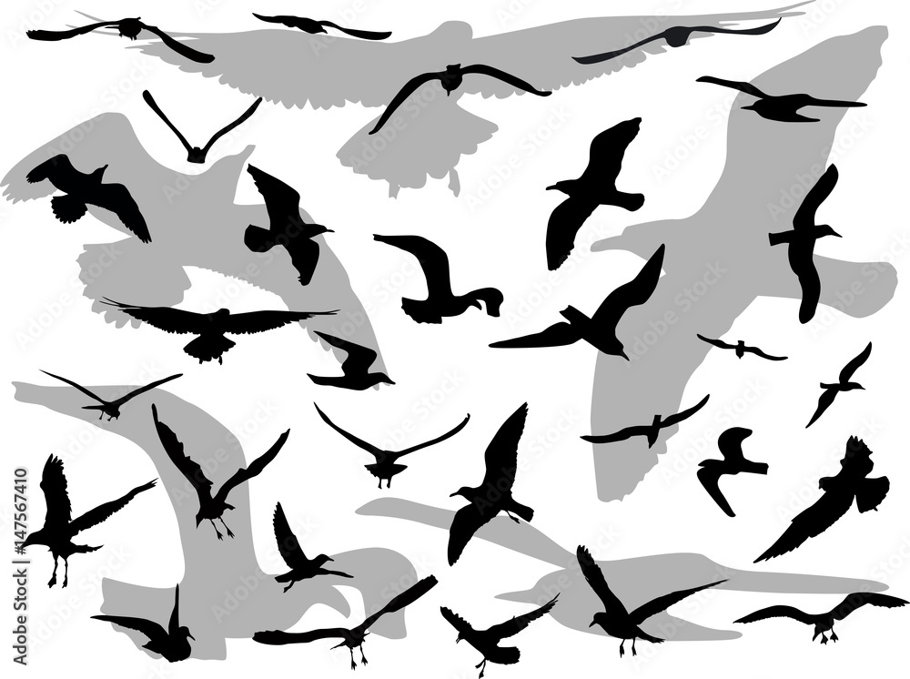 grey and black gulls on white background grey and black gulls on white background