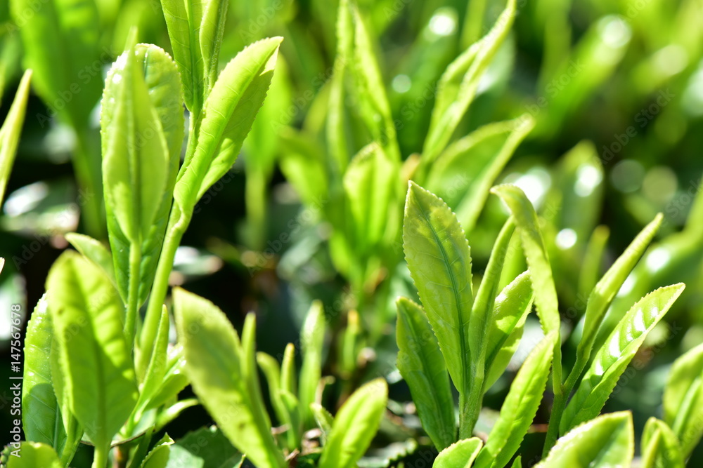 Obraz premium 狭山茶の新芽