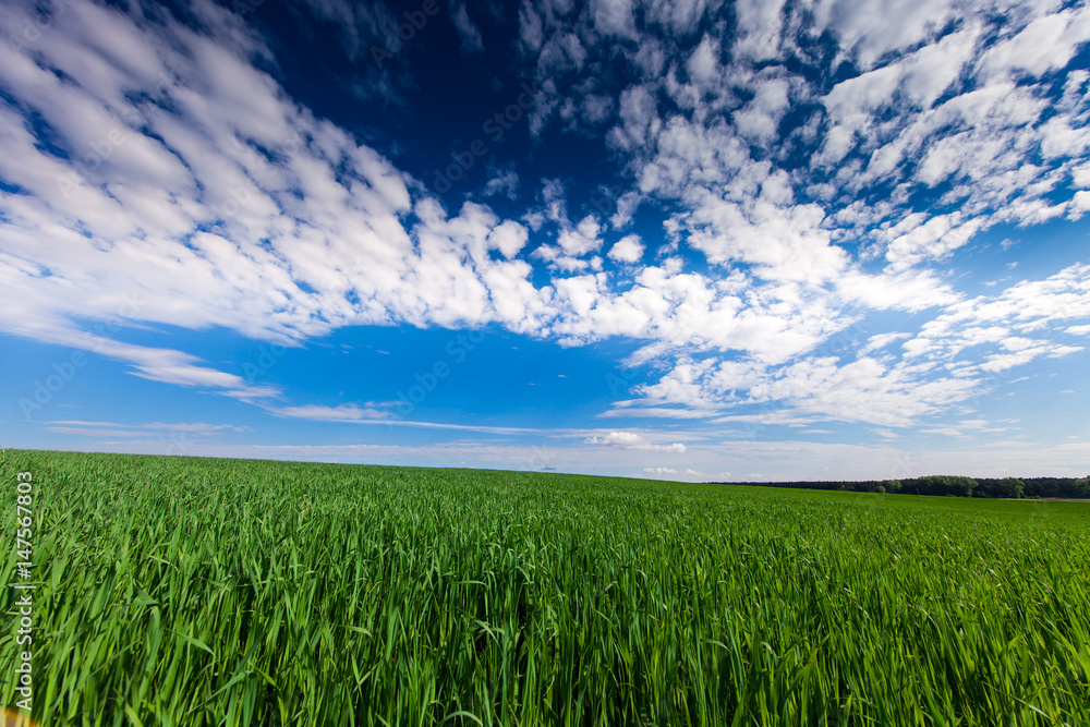 Obraz premium Green Field and Beautiful Sunset