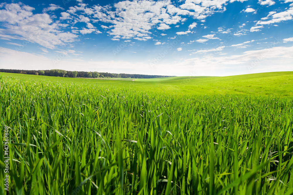 Green Field and Beautiful Sunset