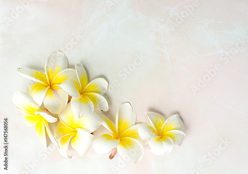 Blooming white Plumeria or Frangipani flowers on soft pink color floor background